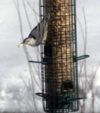 White breasted Nuthatch with peanut