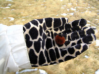 Surprise!  Wooly Bear on leopard (gloves that is!)