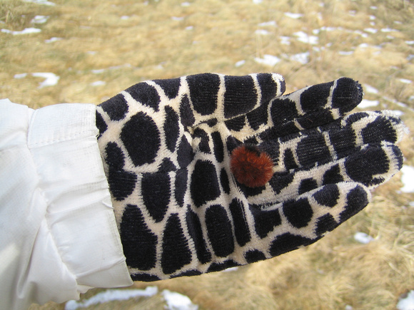 Surprise!  Wooly Bear on leopard (gloves that is!)