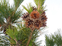 Natures pinecone ornaments