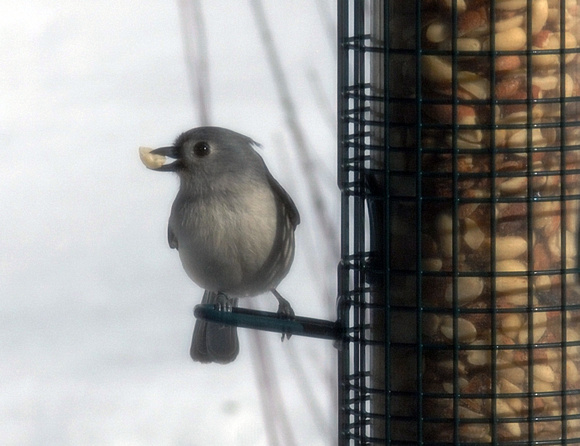 Titmouse on the squirrel buster classic feeder