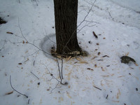 Base of the Pileated Woodpecker tree