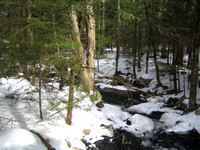 View of the stream that flows into Wolf Swamp