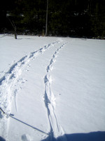 Otter track with show shoe tracks to the left