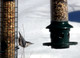 Decisions Decisions! Squirrel Buster Classic or Squirrel Buster Plus feeder