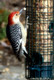 Red bellied Woodpecker on Peanut Feeder