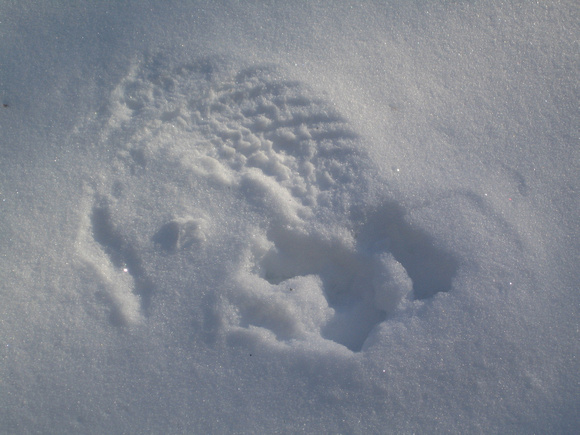 Coopers Hawk wing print and footprints