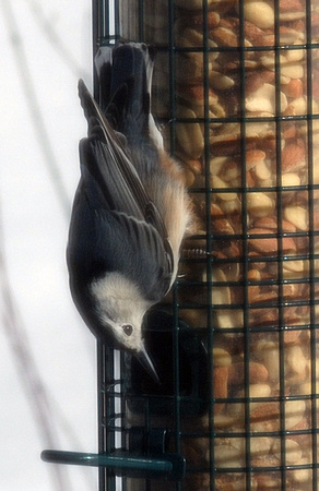 White breasted Nuthatch on the Squirrel Buster Classic feeder
