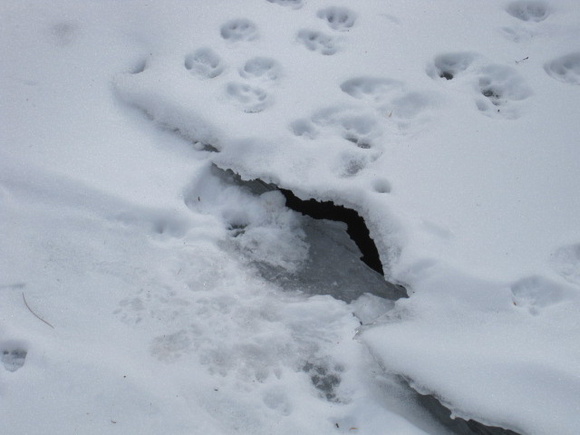 Mink tracks heading to an ice entrance