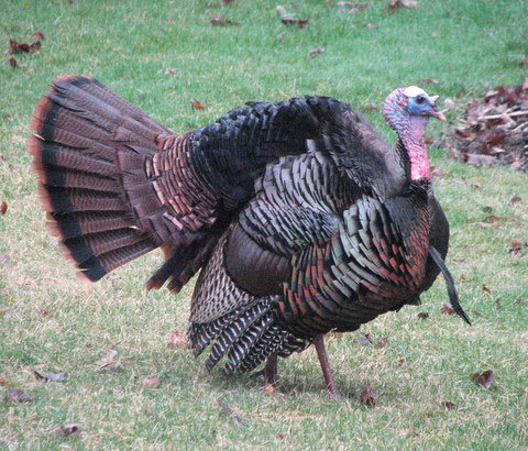 Male turkey display
