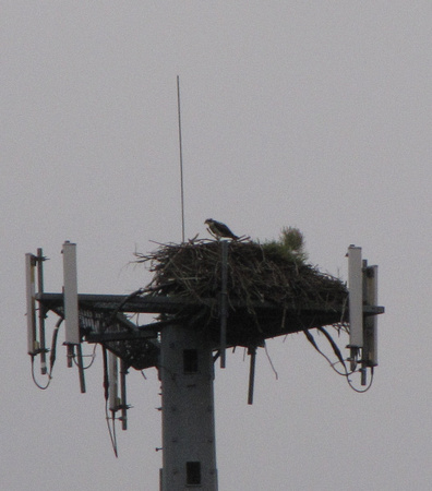 Osprey on a cell tower nest