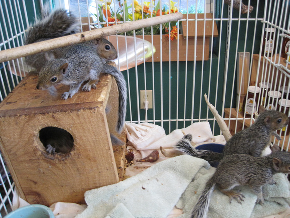 2009 baby squirrels