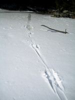 Otter track heading to an opening in the ice