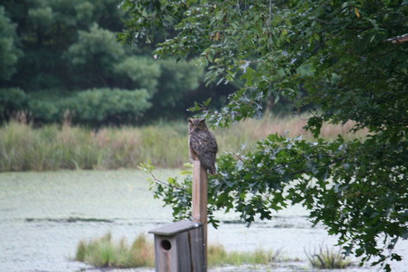 Great Horned Owl sitting on nest box