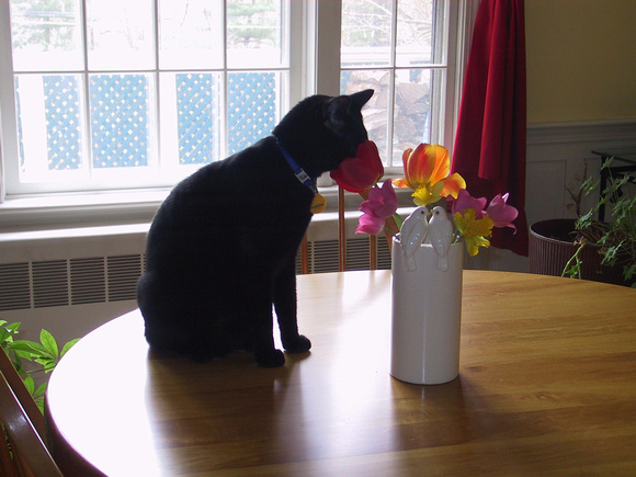 Katahdin taking time to smell the flowers