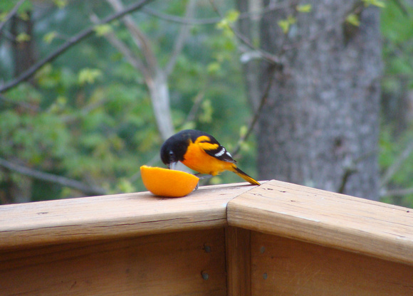 Male Oriole eating orange