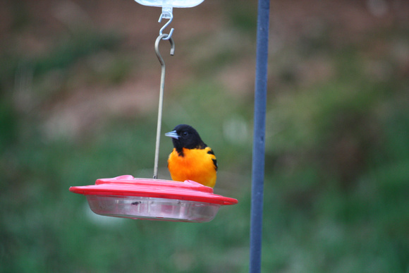 Male Oriole at the hummingbird feeder