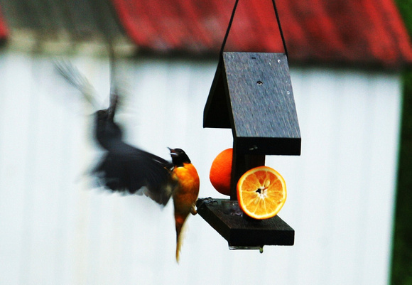 Male Oriole defending his lunch.